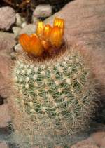 Notocactus warasii am 31.05.2008 in Wilhelma/Stuttgart