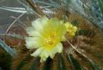 Notocactus warasii am 18.06.2008 in Wilhelma/Stuttgart