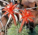 Matucana am 18.06.2008 in Stuttgart/Wilhelma