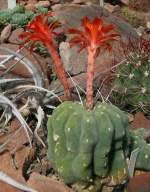 Matucana am 18.06.2008 in Stuttgart/Wilhelma