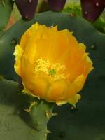 Opuntie am 21.06.2008 in Wilhelma/Stuttgart