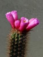 Arrojadoa am 21.06.2008 in Wilhelma/Stuttgart