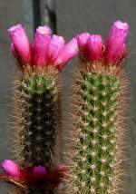 Arrojadoa am 21.06.2008 in Wilhelma/Stuttgart