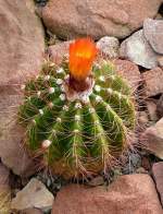 Notocactus am 29.06.2008 in Stuttgart/Wilhelma