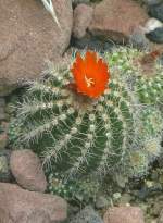 Parodia punae Cardenas am 29.06.2008 in Stuttgart/Wilhelma