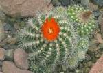 Parodia punae Cardenas am 29.06.2008 in Stuttgart/Wilhelma