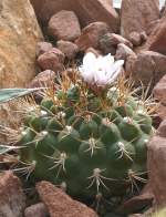 Gymnocalycium am 29.06.2008 in Stuttgart/Wilhelma