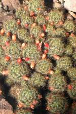 Warzenkaktus am 05.07.2008 in Wilhelma/Stuttgart