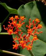 Guatemalarhabarber am 23.07.2008 in Wilhelma/Stuttgart 