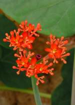 Guatemalarhabarber am 21.06.2008 in Wilhelma/Stuttgart
