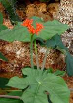 Guatemalarhabarber am 21.06.2008 in Wilhelma/Stuttgart