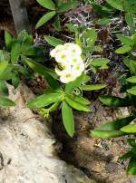 Wolfsmilch am 23.07.2008 in Wilhelma/Stuttgart