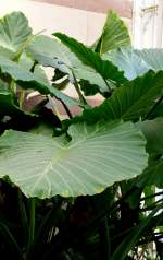 Taro (giftige Pflanze, Knolle Nahrungsmittel) am 17.11.2008 in Wilhelma/Stuttgart