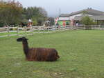 (268'644) - Lama am 26. Oktober 2024 in Kintzheim, Cigoland