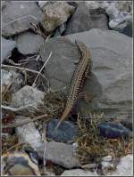 Sonnenbad an der Bahnstrecke. 05.08.09 (Jeanny)