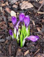 Genau wie Ihr, warten wir auch sehnschtig auf den Frhling. Heute haben wir die ersten Spuren davon in unserem Garten entdeckt.
07.03.09 (Jeanny)