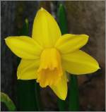 Frhlingsgre aus Luxemburg. 17.03.09 (Jeanny)