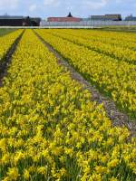 Bald ist es wieder Frhling und sieht es hier in Holland so aus.
Fotografiert bei Leiden 05-04-2008.