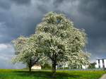  Bluescht  in Tgerwilen. Whrend im Hintergrund Gewitterwolken heranziehen werden diese Bume noch leicht von der warmen Frhlingssonne beschienen. Die Wolken sind dann brigens weitergezogen und haben sonnige TEE-Bilder ermglicht. (18.April 2009)