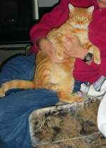 Kater HENRY daheim, um 2005