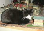 Kater Schtzchen hat die alte Modellbahnanlage besetzt, um 2005
