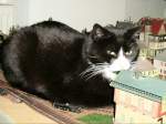 Kater Schtzchen hat die alte Eisenbahnanlage besetzt, um 2005