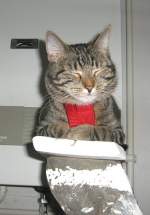 Linda auf der Malerleiter, Sommer 2008