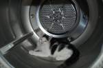 Nach langer Suche fanden wir unseren Kater Louie im Wschtrockner, er ist ja auch erst ein paar Monate alt und muss jeden Winkel des Hauses erkunden