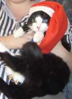 Kater Muserich zu Weihnachten