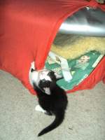 Katzenbaby in Erfurt, um 2005