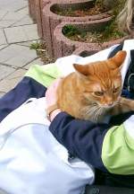 Kater Henry in Erfurt, um 2005