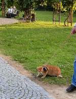 Kater Henry in Bad Sulza, um 2005