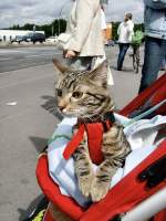 Die neugierige Linda - was hat sie gerade entdeckt ?
 Berlin Beusselstrasse Sommer 2008