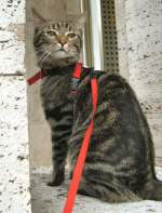 Linda in der Karl-Marx-Allee, Berlin Sommer 2008