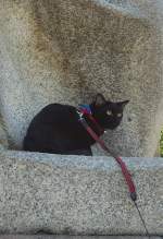 Maunzerle am Mahnmal im Treptower Park, Sommer 2008