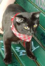 Maunzerle auf einer Bank am Schfersee, Sommer 200