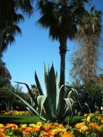 Agave