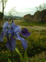 Iris in Pamukale I