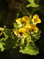 Blumen am Wegrand II