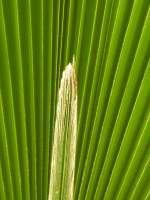 Palmwedel