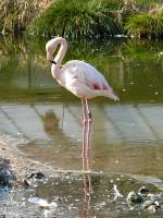 Flamingo am 22.03.2009 in Wilhelma/Stuttgart