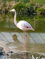 Flamingo am 22.03.2009 in Wilhelma/Stuttgart