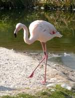 Flamingo am 22.03.2009 in Wilhelma/Stuttgart