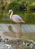 Flamingo am 22.03.2009 in Wilhelma/Stuttgart