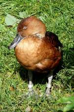 Gelbe Pfeifgans am 29.06.2008 in Wilhelma/Stuttgart