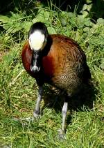 Gelbe Pfeifgans am 29.06.2008 in Wilhelma/Stuttgart