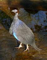 Geierperlhuhn am 11.04.2009 in Wilhelma/Stuttgart
