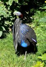 Geierperlhuhn am 21.06.2008 in Wilhelma/Stuttgart