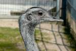 Nandu (sdamerikanischer flugunfhiger Laufvogel) am 11.04.2009 in Wilhelma/Stuttgart
