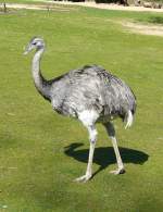 Nandu (sdamerikanischer flugunfhiger Laufvogel) am 11.04.2009 in Wilhelma/Stuttgart